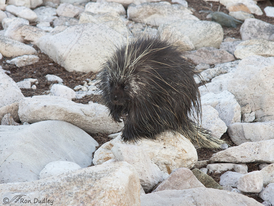Why A Snoot-full Of Porcupine Quills Can Be A Serious Matter – Feathered  Photography